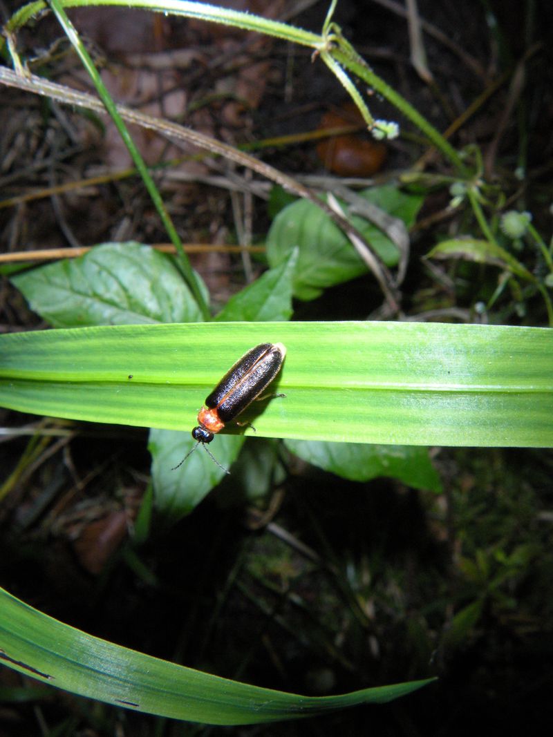 Une luciola italica. 