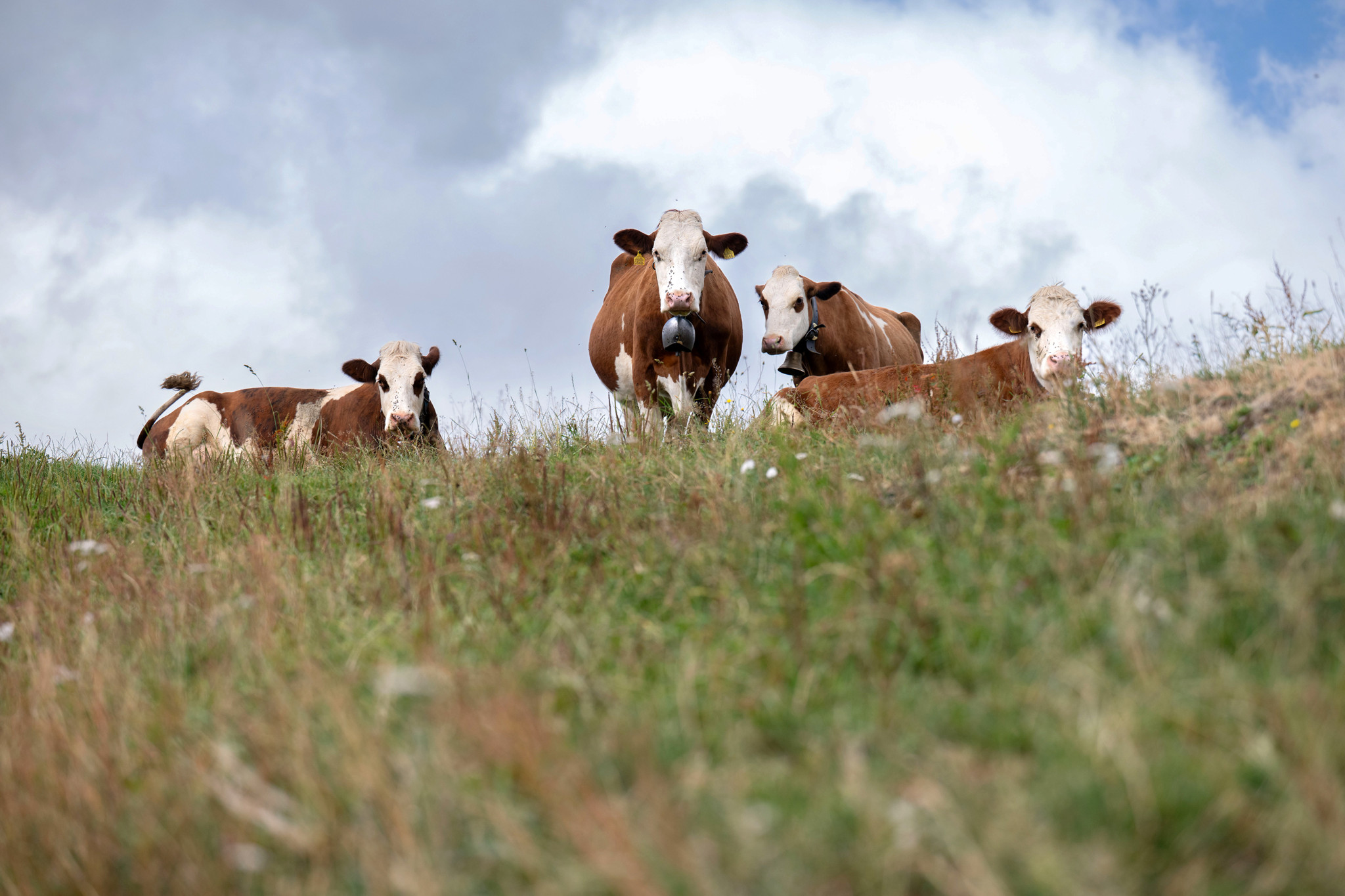 Pourquoi Vaud n'enverra plus d'hélicoptères sur les alpages grillés