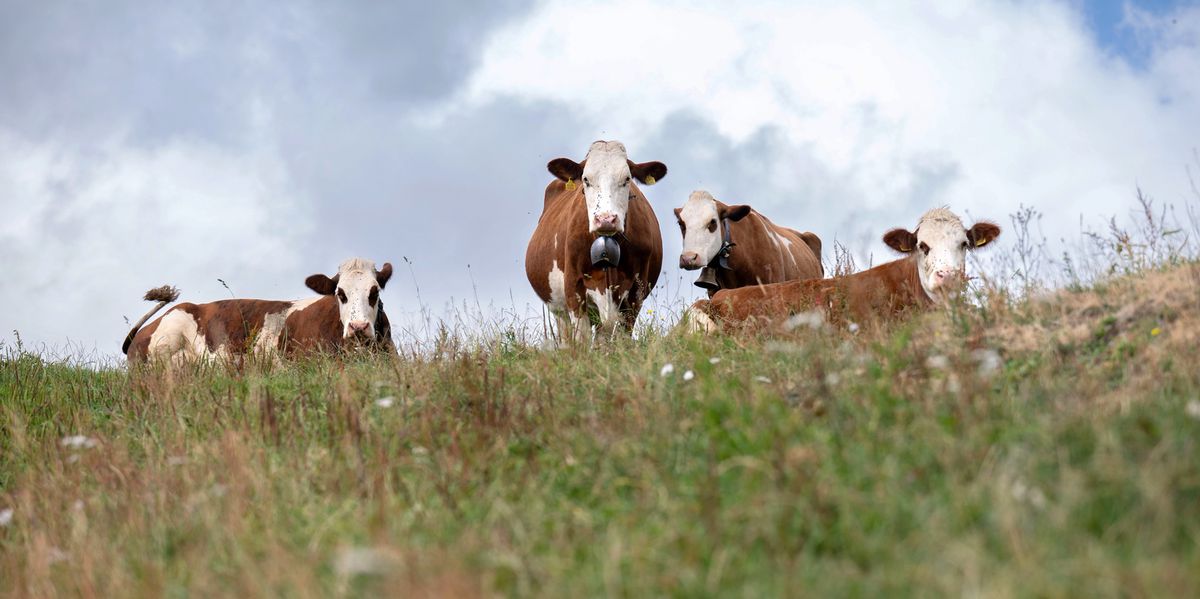 Pourquoi Vaud n'enverra plus d'hélicoptères sur les alpages grillés