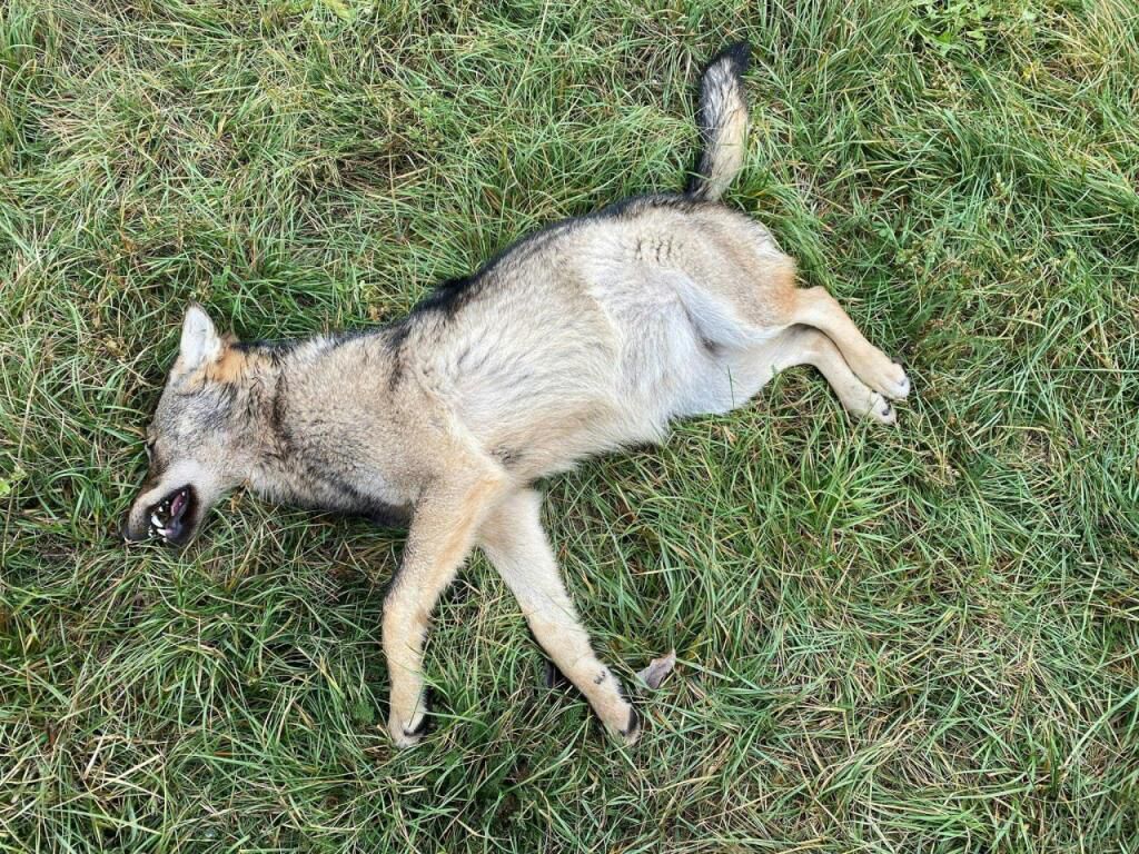 Selon la police valaisanne, l’enquête menée démontre que le loup retrouvé mort à proximité de la route cantonale dans le Bois de Finges fin novembre a été heurté par un véhicule.
