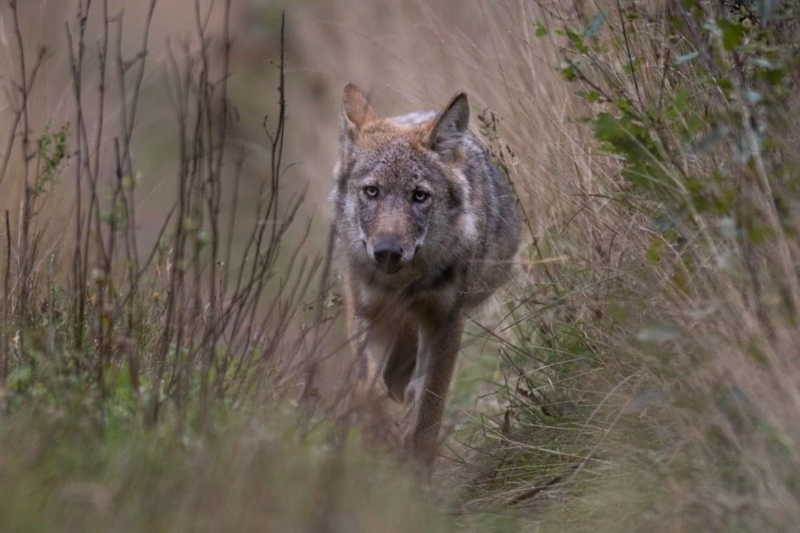 Au Luxembourg Le loup a été vu près d'Echternach et de Beaufort L