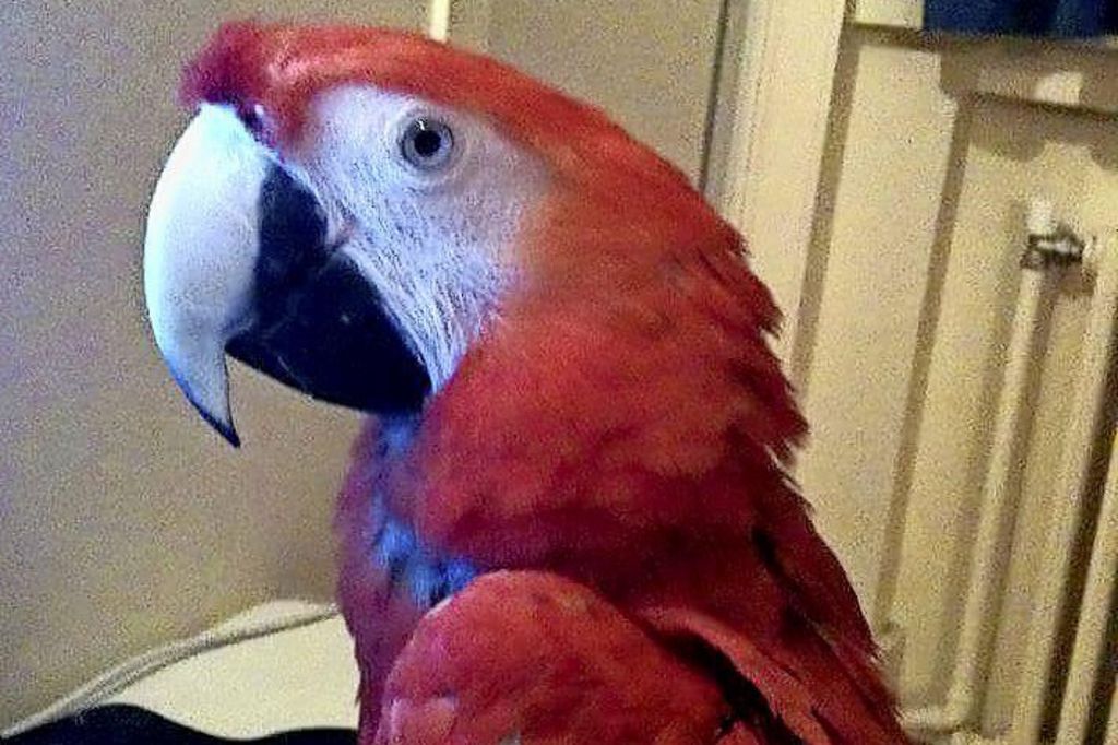 Le Service vétérinaire saisit ses perroquets, elle saisit la justice