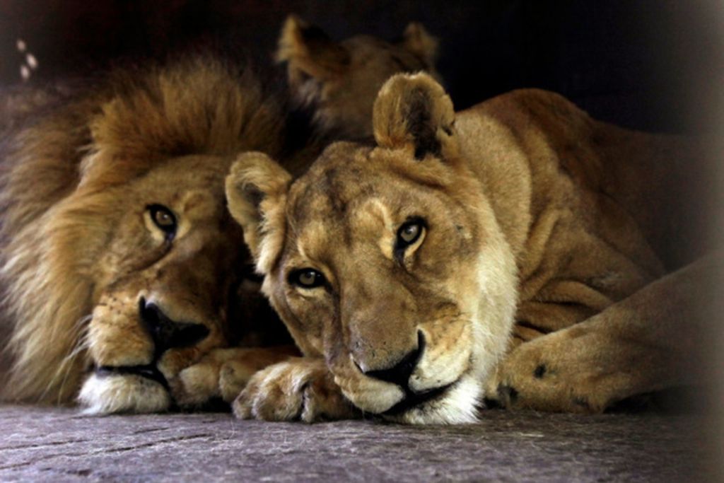 Animaux de cirque: pas de décision avant 2019