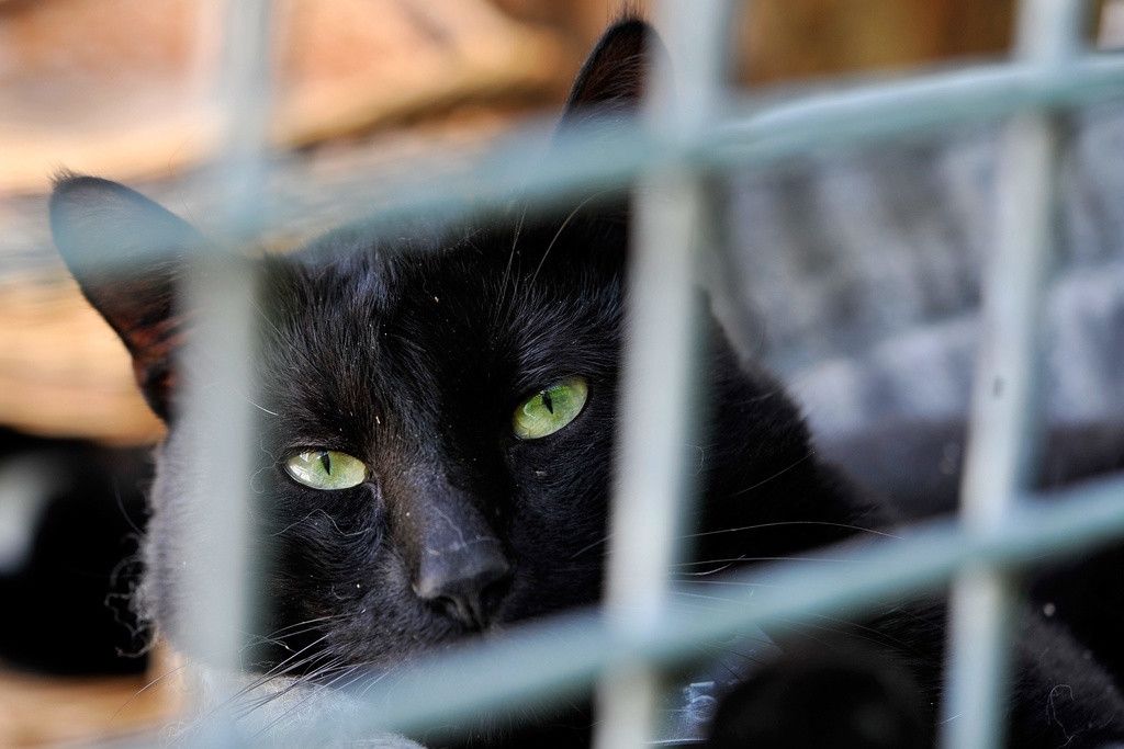Un chat attend d'etre adopter au refuge de la Societe vaudoise pour la protection des animaux (SVPA), de Sainte-Catherine a Lausanne, ce vendredi 14 aout 2009. (KEYSTONE/Dominic Favre)