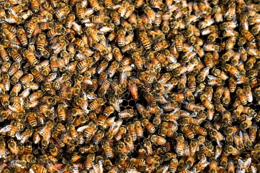 «Les abeilles recouvraient entièrement son corps»