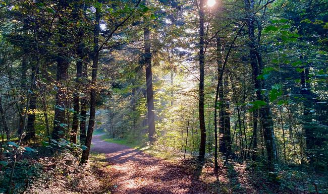 Herbst Wald Sonne Sonnenstrahlen Eschenberg