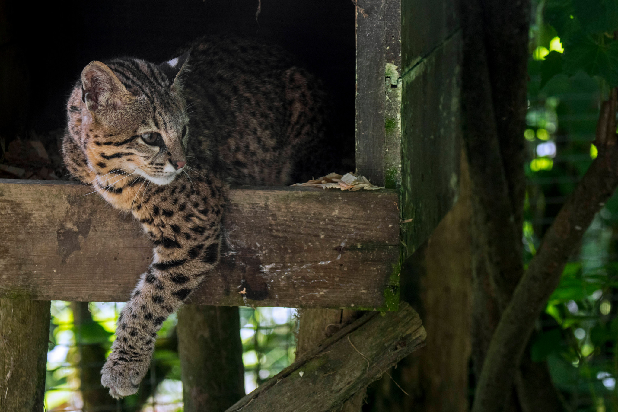 Tilcayo Une Nouvelle Esp ce De Chat Sauvage D couverte En Bolivie