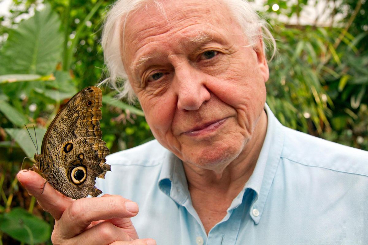 Toute sa vie, Sir David Attenborough (la reine l’a anobli en 1985) s’est passionné pour les bêtes, des plus grandes aux plus petites.