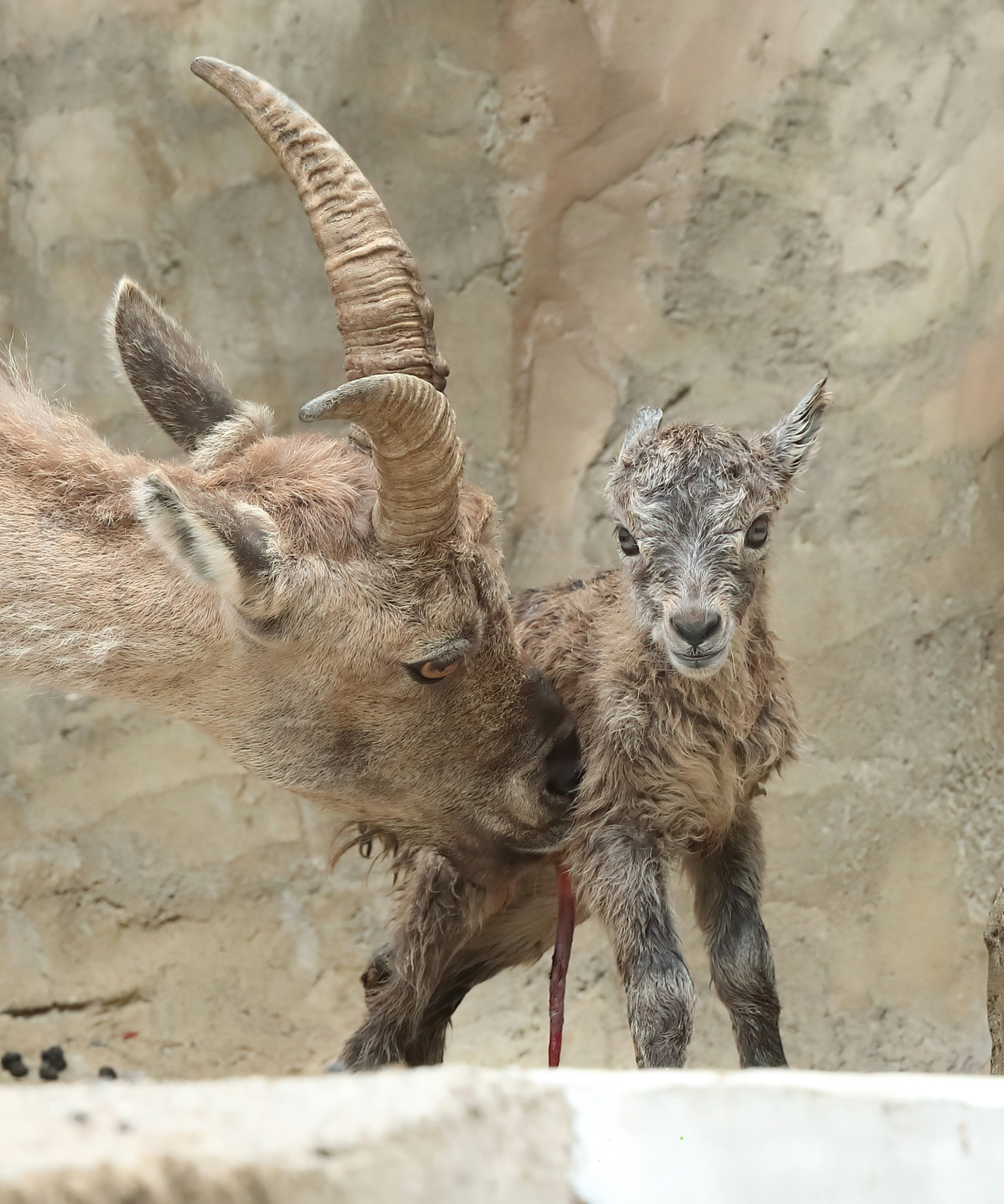 Tierisch herziger Nachwuchs: Drei Steinbockkitze sind im Wildnispark zur Welt gekommen