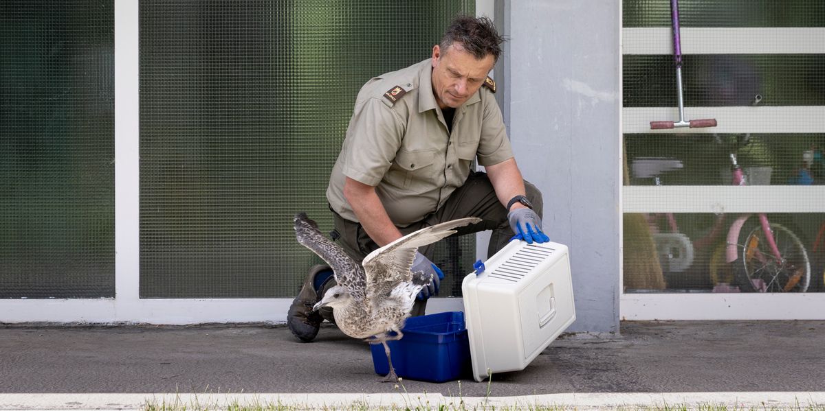 Wildhüter in Bern: Ein 13-Stunden-Tag mit Fuchs, Dachs, Igel
