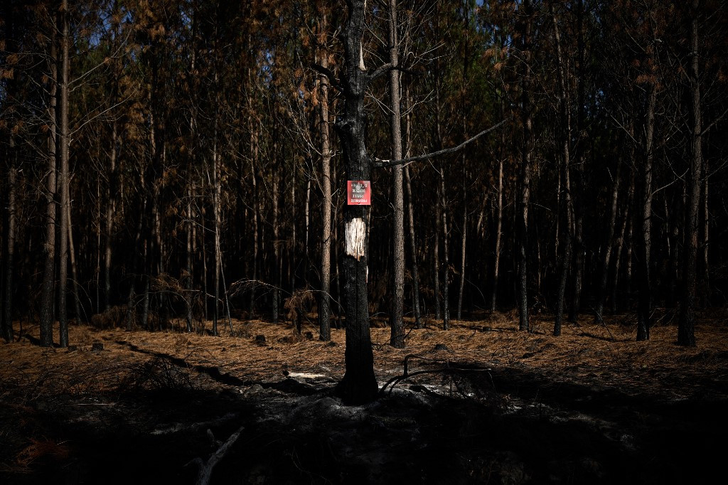 Forêts de Gironde: Après le mégafeu, les sylviculteurs redoutent une nouvelle catastrophe