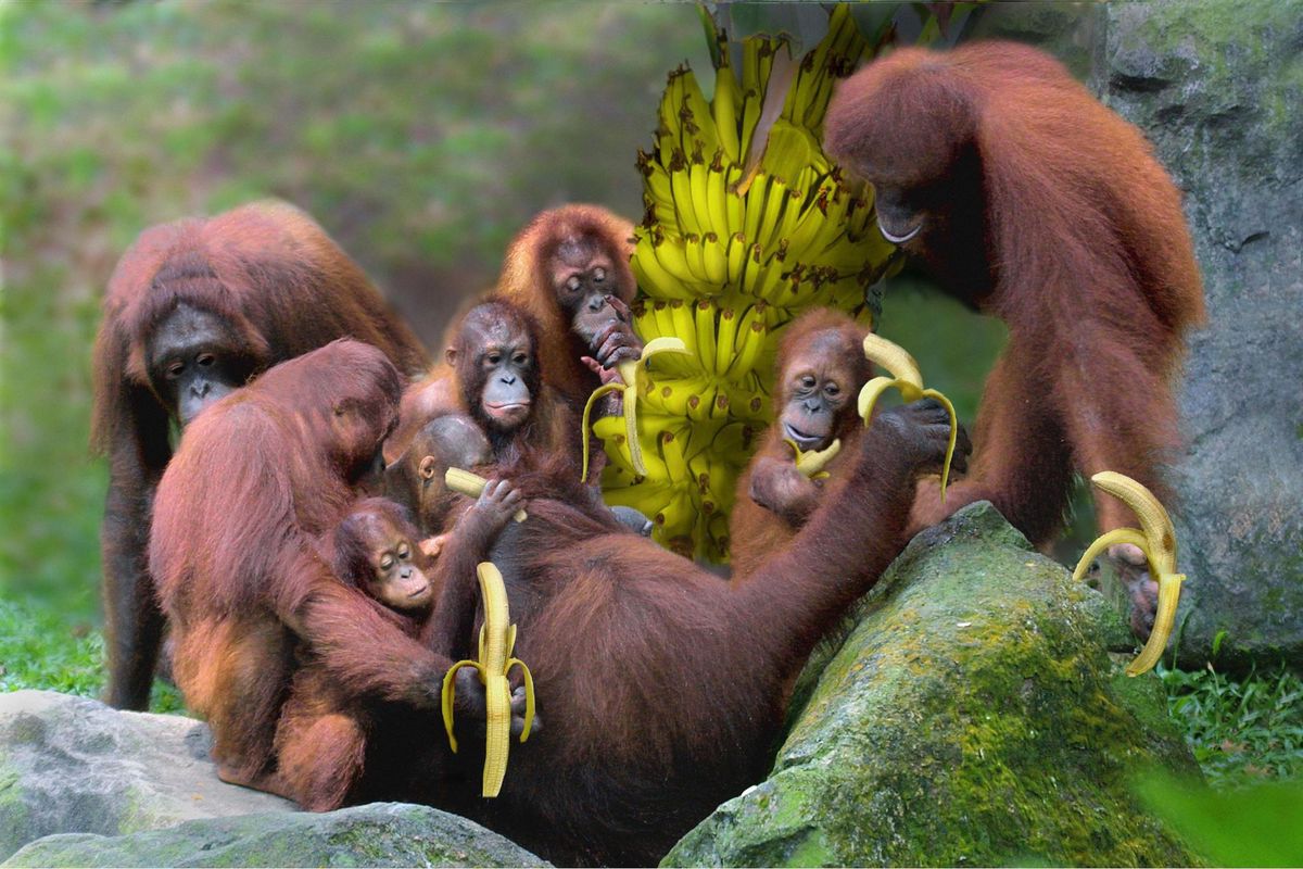 Quand les fruits abondent, l’orang-outan fait le plein de glucides qu’il stocke sous forme de réserves de graisse pour les disettes à venir.