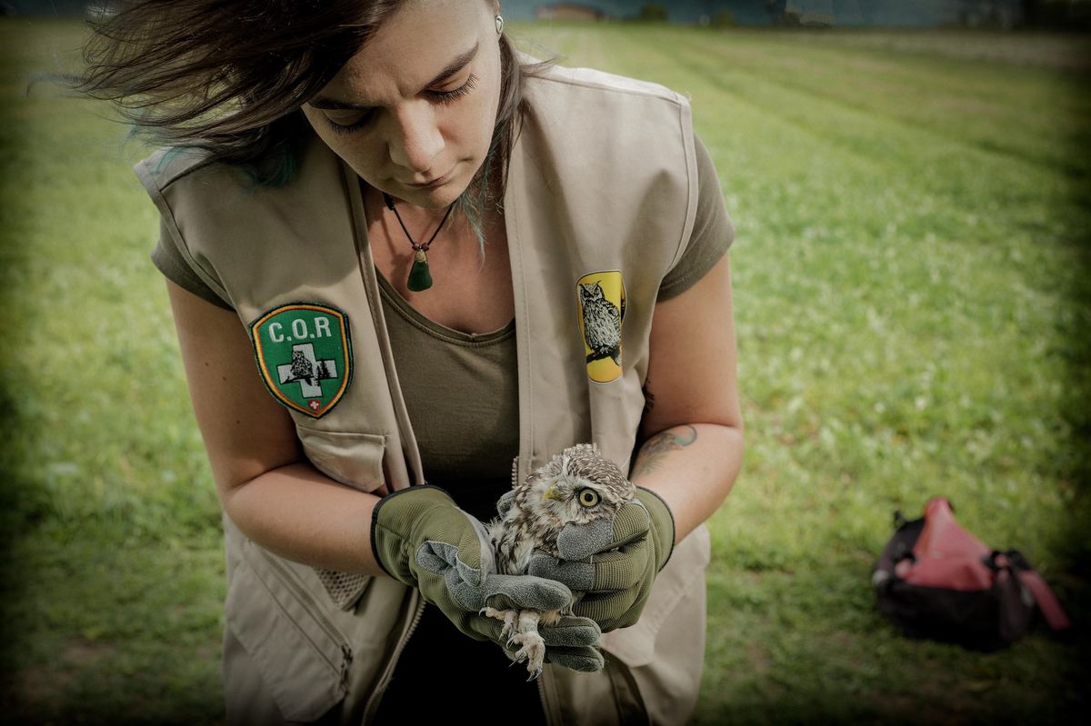 Cette chouette chevêche, blessée après avoir été percutée par un véhicule, a été soignée durant quatre mois au Centre ornithologique de réadaptation. Avec succès. Remise sur pattes, elle a pu être relâchée à l’endroit où elle vivait auparavant.