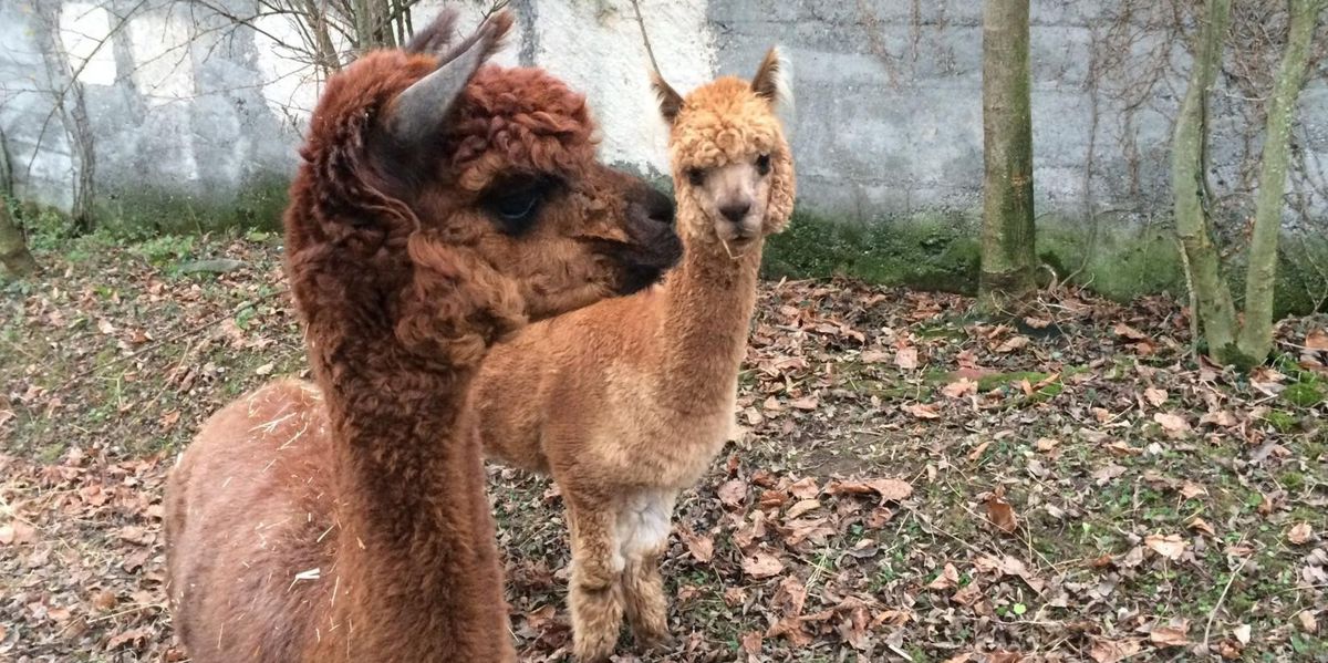 Un loup a tué les trois alpagas mascottes du Mont-Pèlerin
