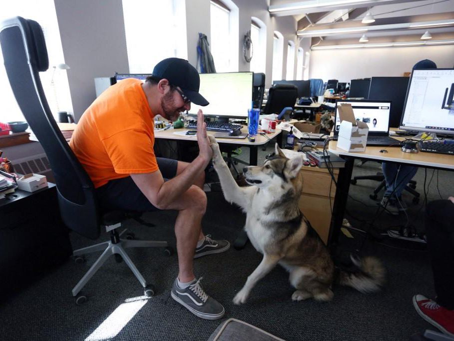Phenomene Au Canada Emmener Son Chien Au Boulot Est De Plus En Plus Courant L Essentiel