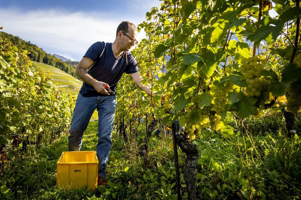 Un «vendangeur d’un jour» coupe du raisin dans une vigne au domaine du Clos du Rocher à Yvorne.