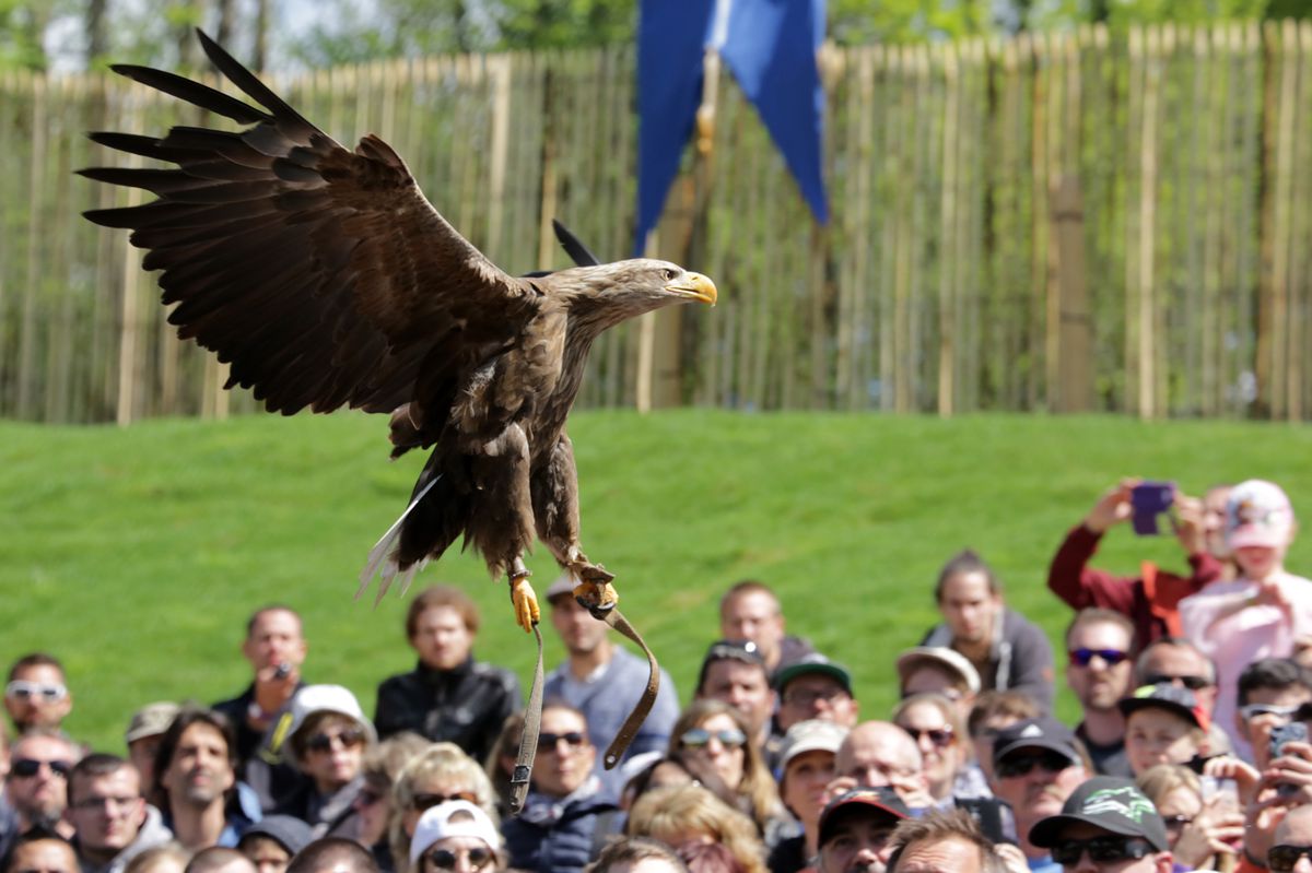 2016 marque le 20ème anniversaire des Grandes Médiévales d'Andilly avec de nombreuses animatiosn et spectacles qui attirent un public nombreux. Les' Aigles du lémans' bénéficient d'une nouvelle aire de spectacle. Photo Lucien Fortunati
