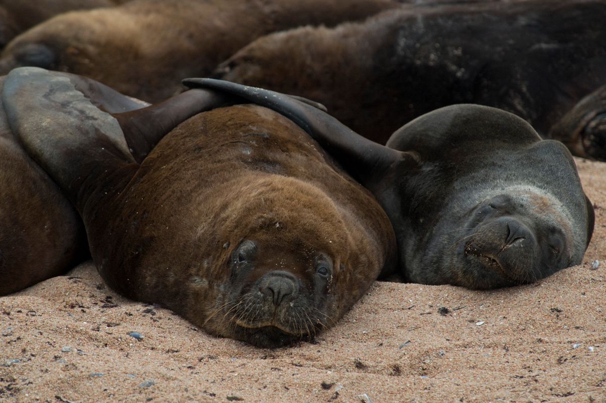 Les autorités brésiliennes ont recommandé à la population de ne pas approcher les corps et de tenir à l’écart leurs animaux de compagnie.
