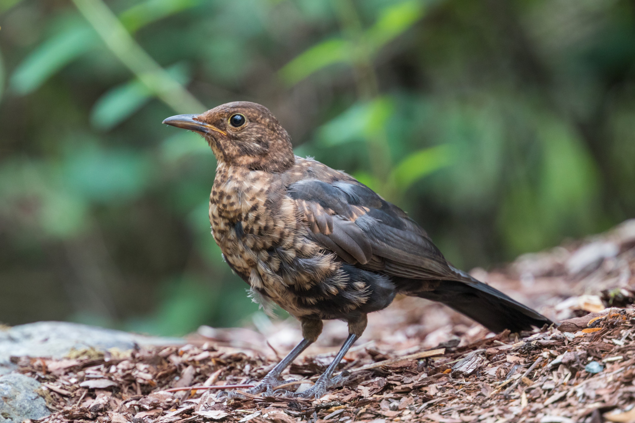 Vie sauvage: Pourquoi les oiseaux se taisent à la fin de l’été