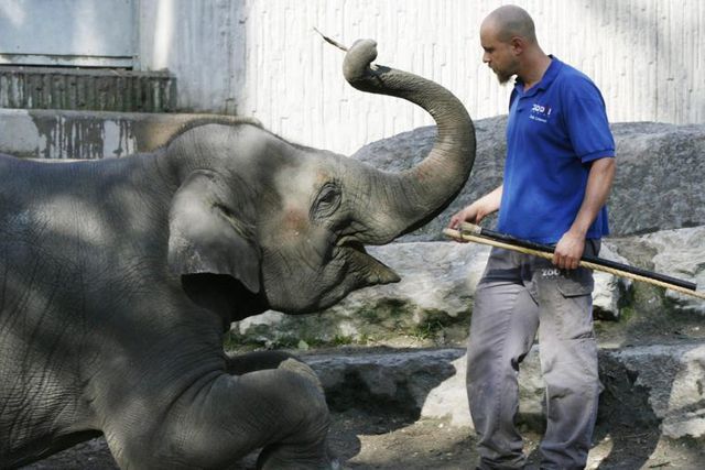 Volontäre zahlen Geld für Arbeit im Zoo | Tages-Anzeiger