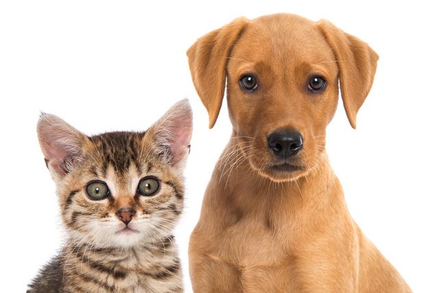 France Le Palmares 15 Des Noms Preferes Pour Chats Et Toutous Le Matin