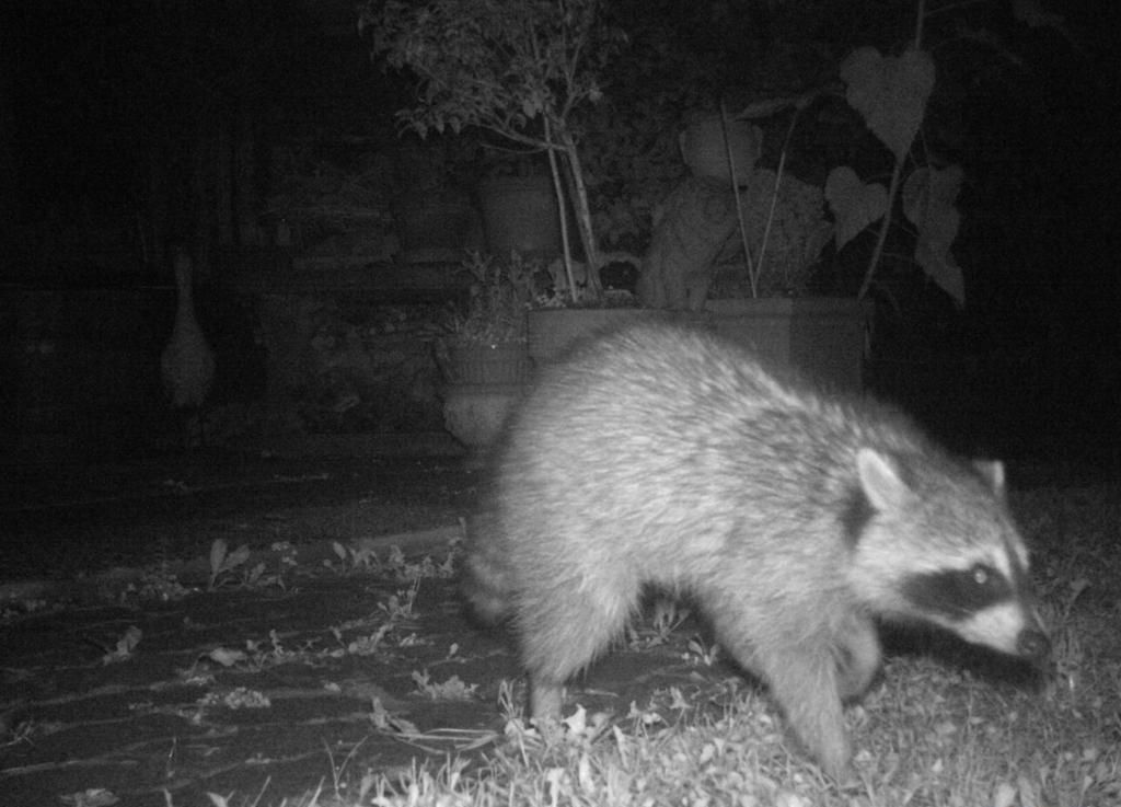 Une caméra infrarouge a capturé l’image d’un raton laveur, dans le jardin d’un habitant de Sissach, à Bâle-Campagne.