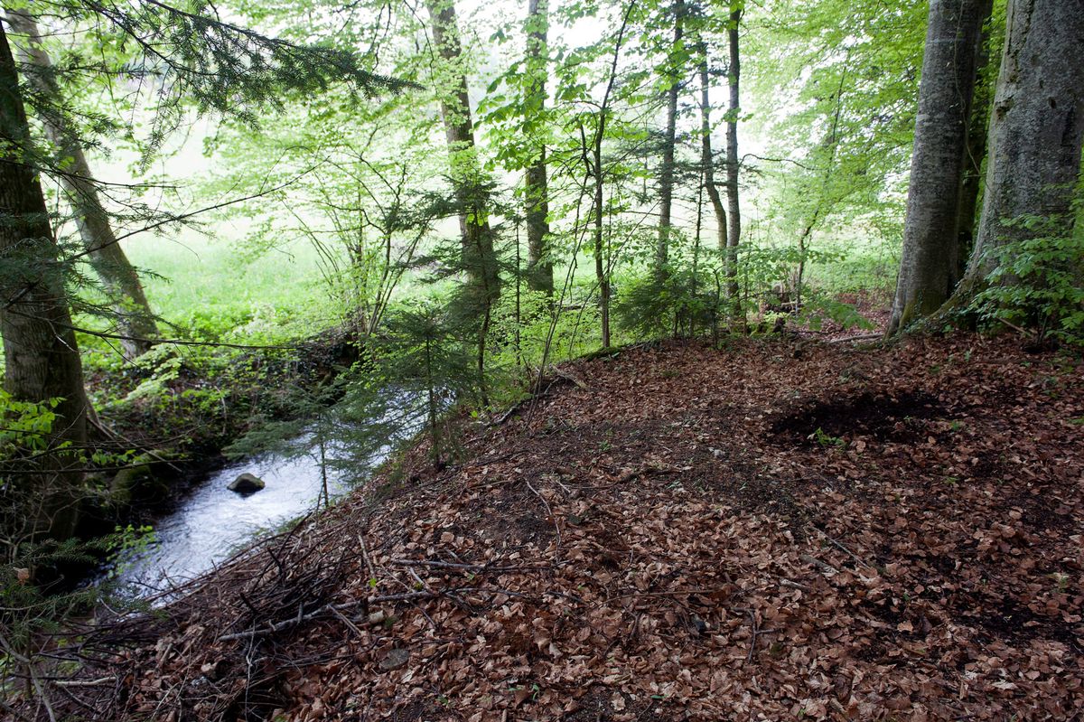 Le lieu ou a ete decouvert le corps sans vie de la jeune Marie 19 ans, decouverte dans la nuit de mardi a mercredi 15 mai 2013, dans une foret entre Chatonnaye et Villarimboud FR. La jeune femme avait ete enlevee lundi soir par Claude Dubois au abord du Golf de Payerne. (KEYSTONE/Sandro Campardo)