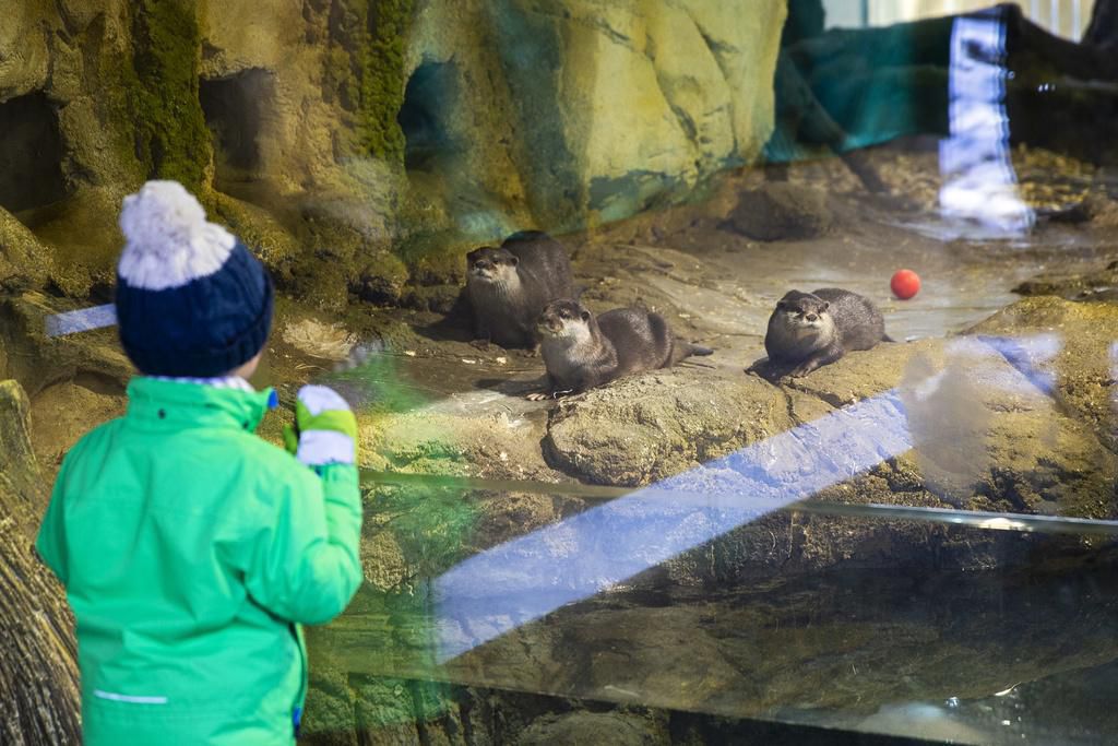 Le Bois du Petit-Château possède depuis 1990 un enclos pour abriter des loutres d’Europe.