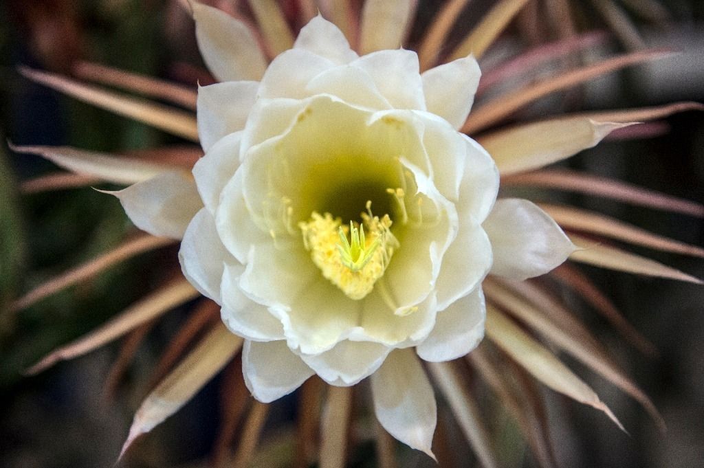 Diese Blume ist nur eine Nacht lang zu sehen