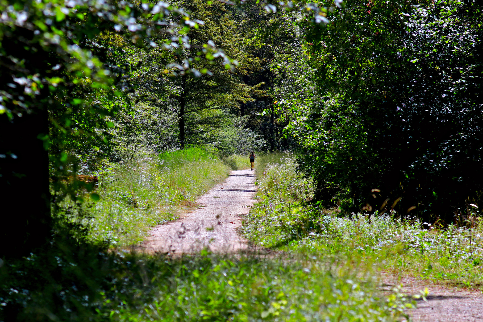 Balade en terres genevoises: Le charme des forêts de Jussy