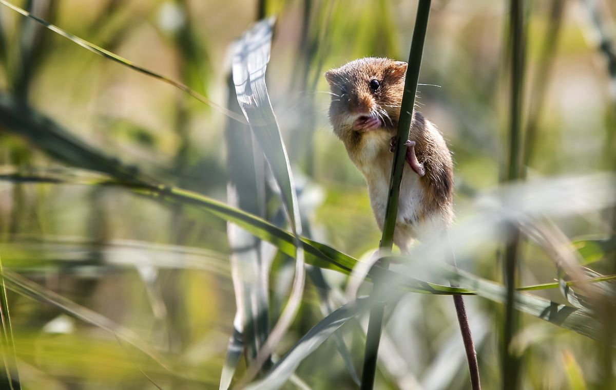 Suisse Rongeur Faune genevoise: Un symposium international pour le plus petit rongeur ...
