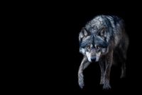 «J’ai rencontré le loup et son regard bouleversant»