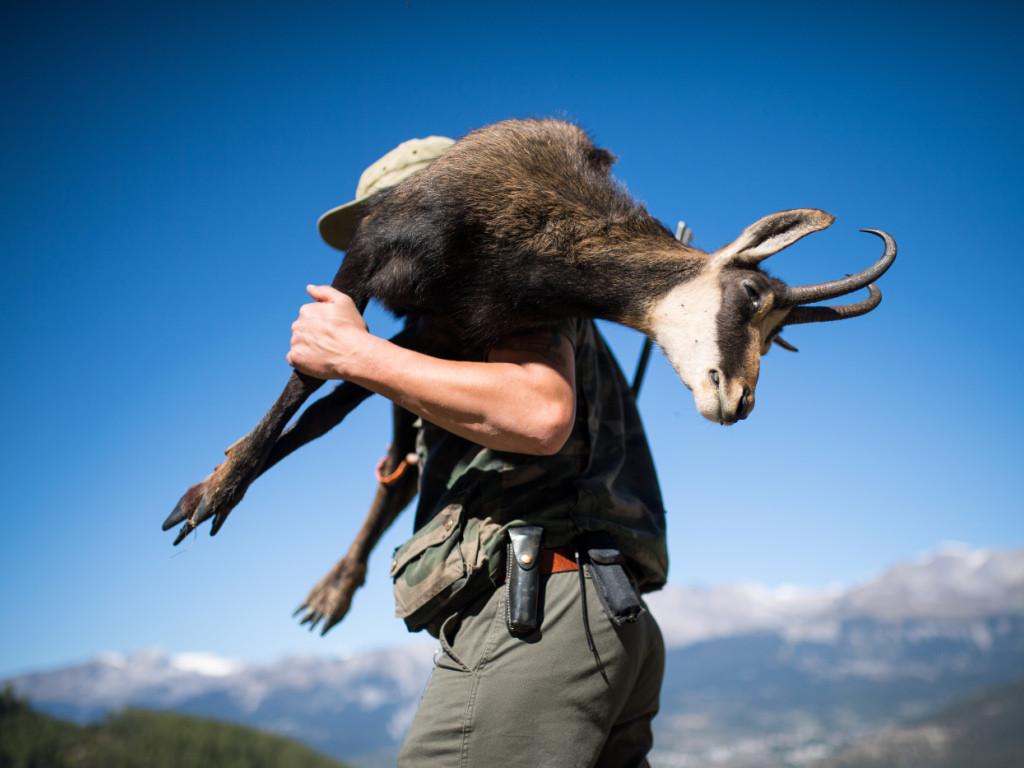 Chasse en Valais: Davantage de cerfs et de chamois abattus lors de la chasse haute