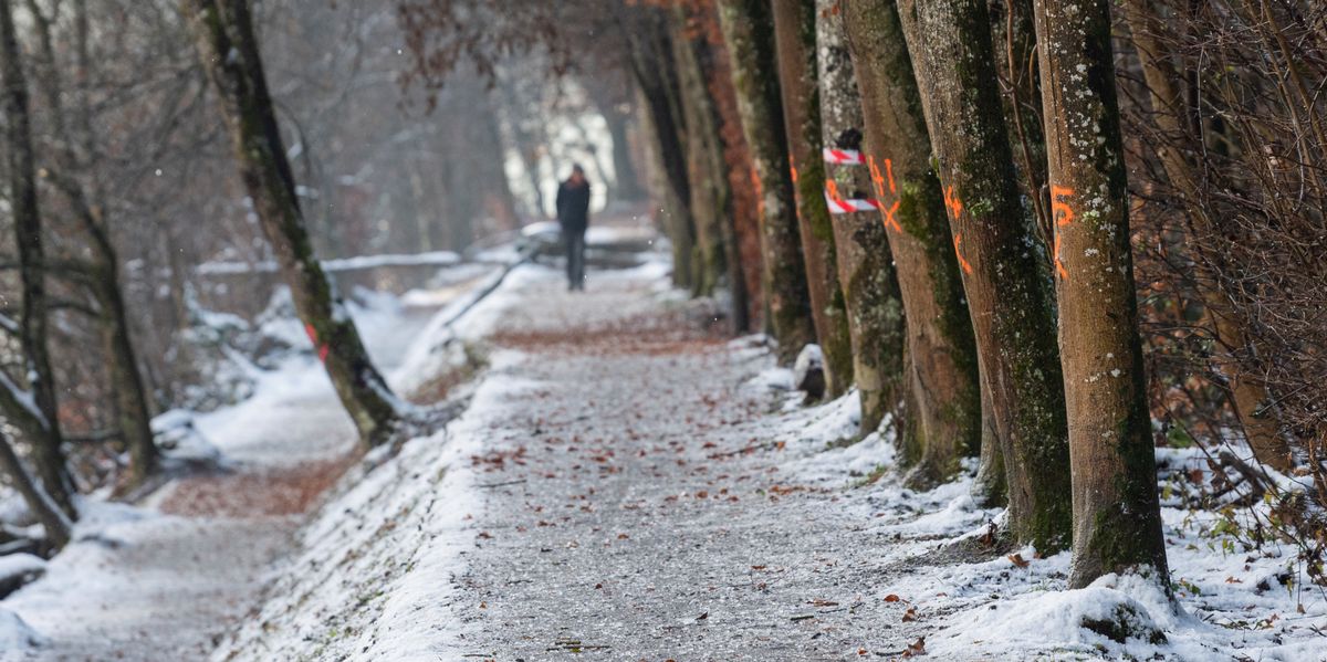 Eichholz am 05.12.2023 in Köniz. Foto: Raphael Moser / Tamedia AG