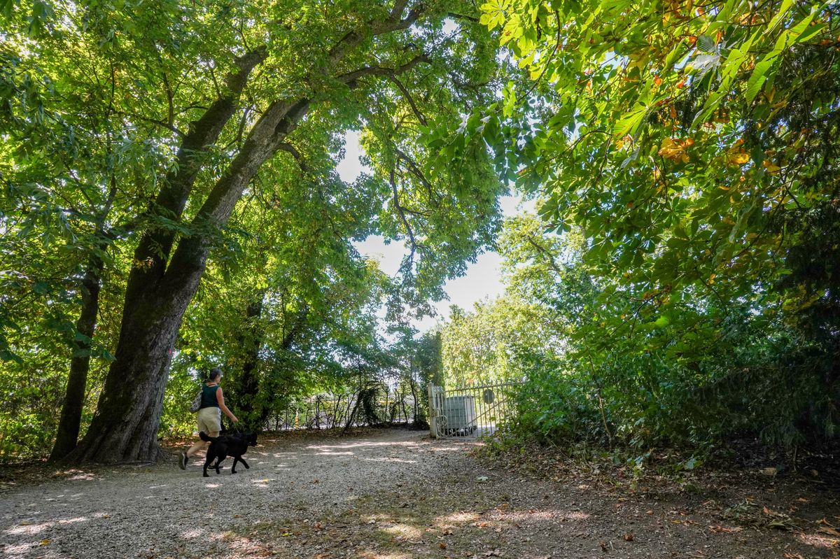 Le grand et vieux marronnier en bas du parc, à l’entrée, pourrait disparaître si ses hautes branches surplombant la route représentent un danger.