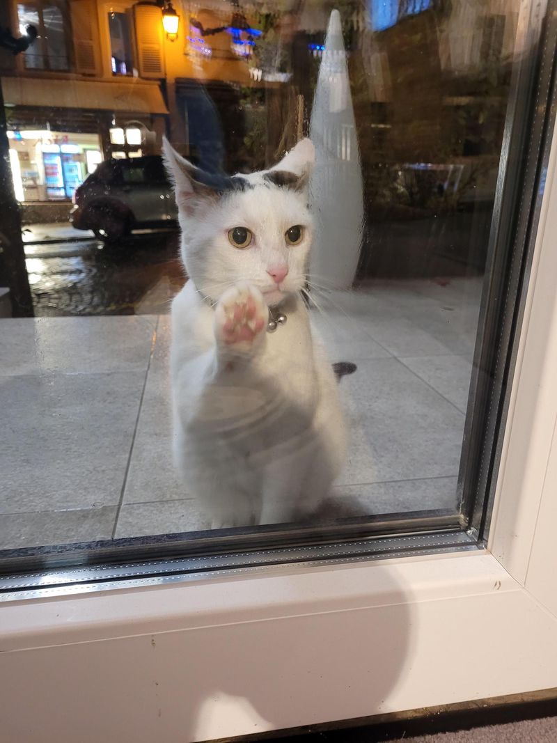 «Vers 18 heures, il se pointe et tapote à la porte vitrée.»