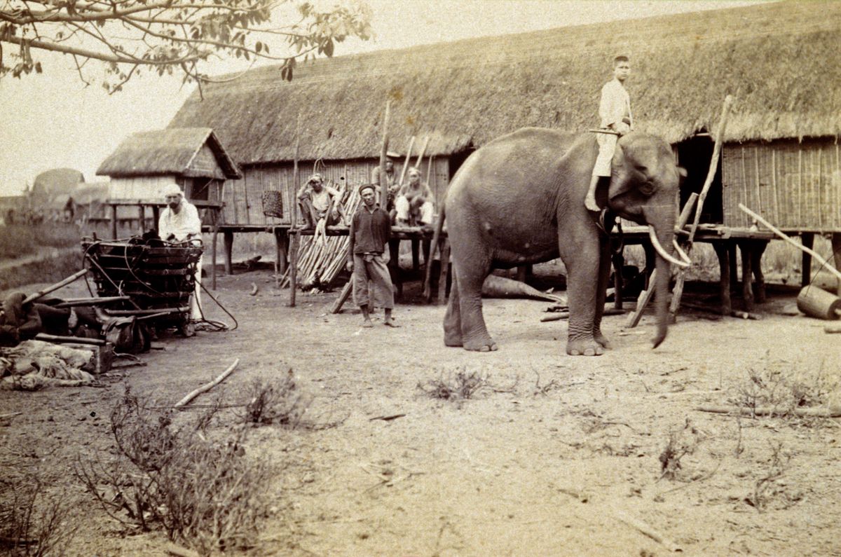 'Mon éléphant et son cornac'.
Reportage anthropologique chez les Moïs par Alexandre Yersin de février à octobre 1893. 

MP11700
© Institut Pasteur
