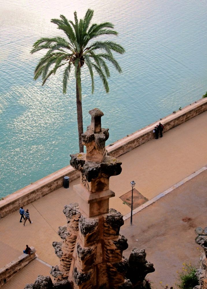 Über den Palmen von Palma Der Bund