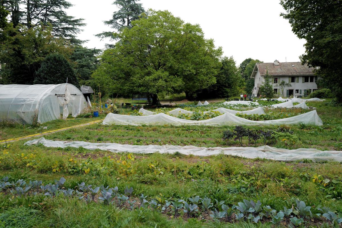 La parcelle de la Codha à Versoix. Les grands arbres et les deux anciennes bâtisses seront conservés. En attendant les grues, une association jardine et organise un marché aux légumes.
