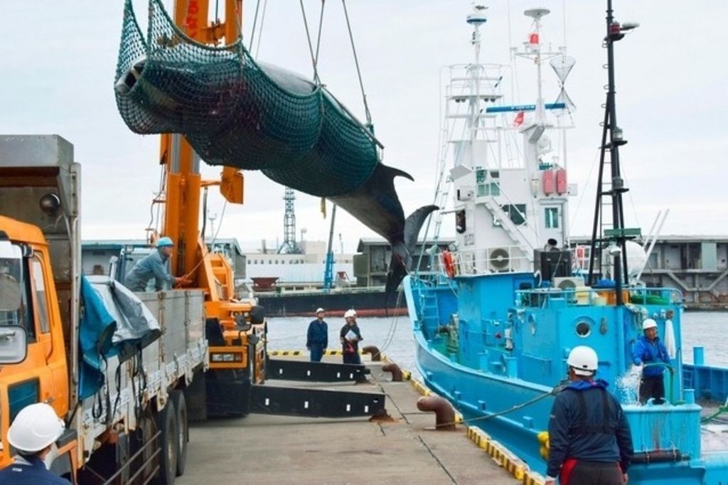 Pêche – Le Japon reprend la chasse à la baleine | 24 heures