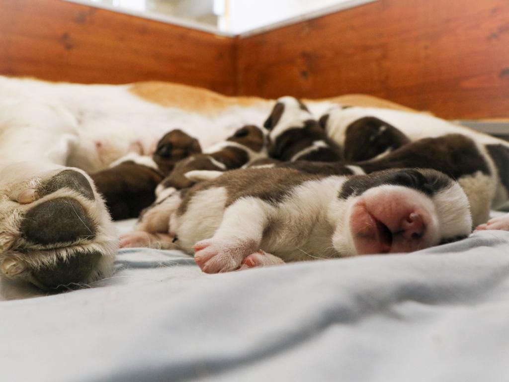 Dès le 19 avril,  il devrait être possible d’admirer Baltic et ses chiots à Barryland à Martigny. 