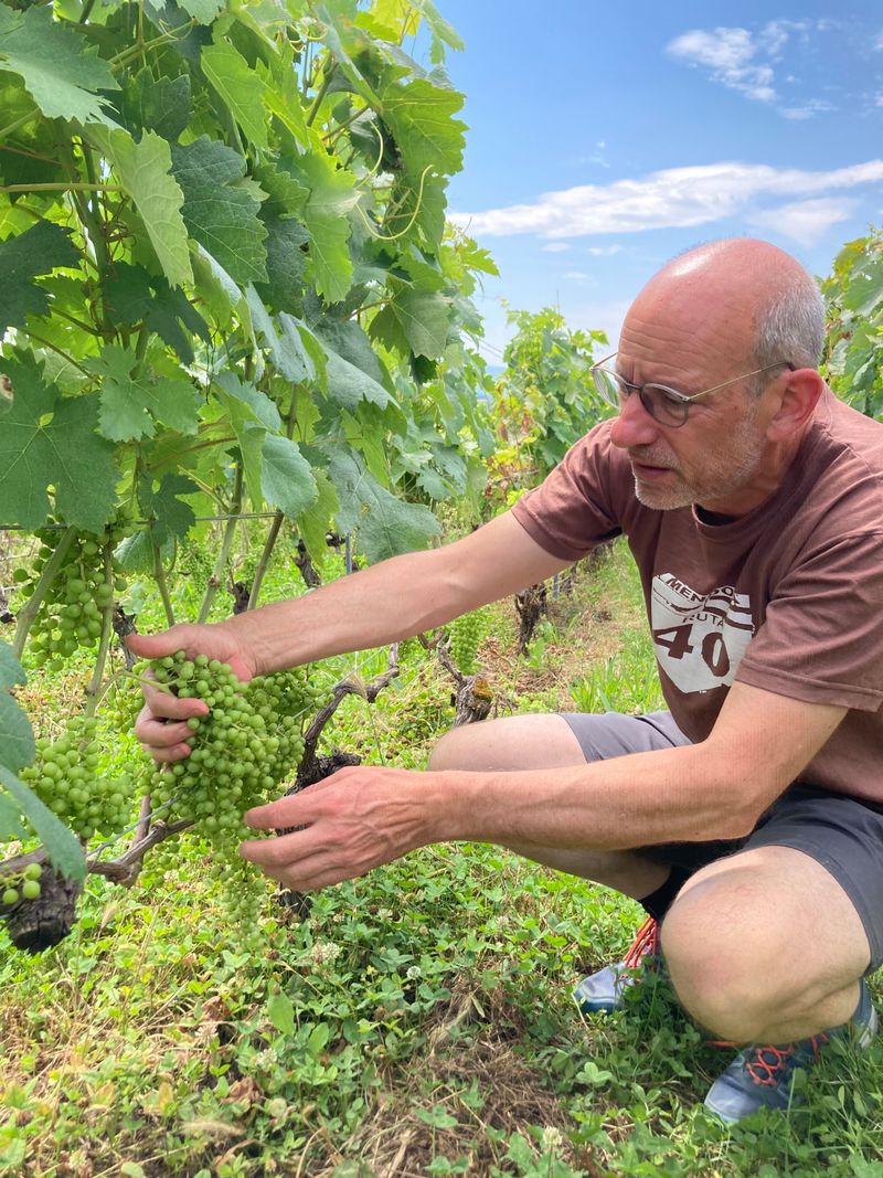 Du tempranillo au persan, le grand écart expérimental de Christian Guyot 