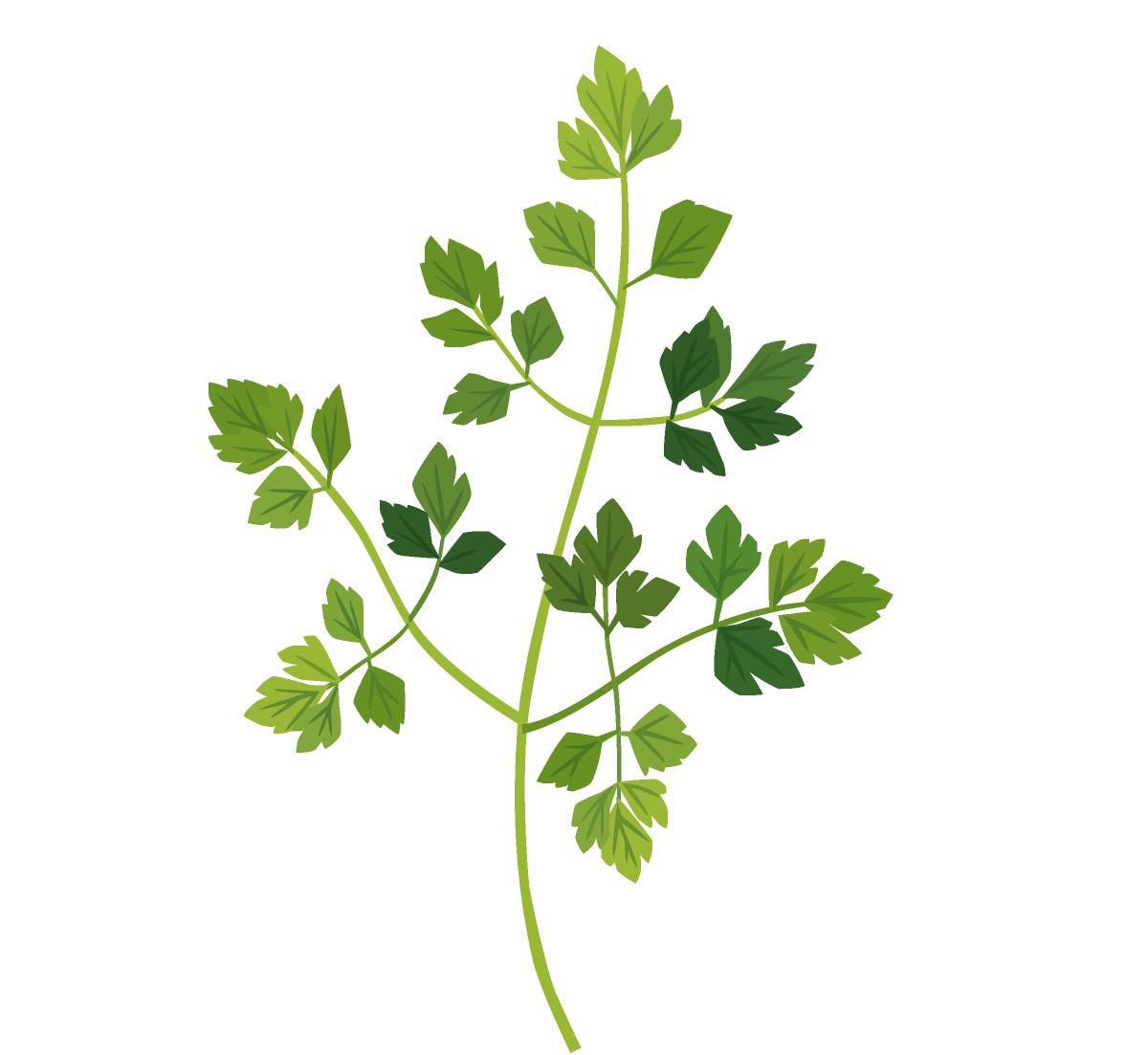 La feuille qui réjouit et adoucit l’épiderme