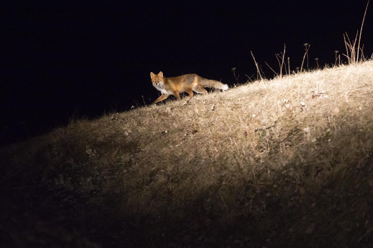 Le renard n’a pas forcément tué les veaux du Chalet-à-Gobet, mais ce sont ses traces d’ADN que les analyses ont révélées (photo d’illustration).