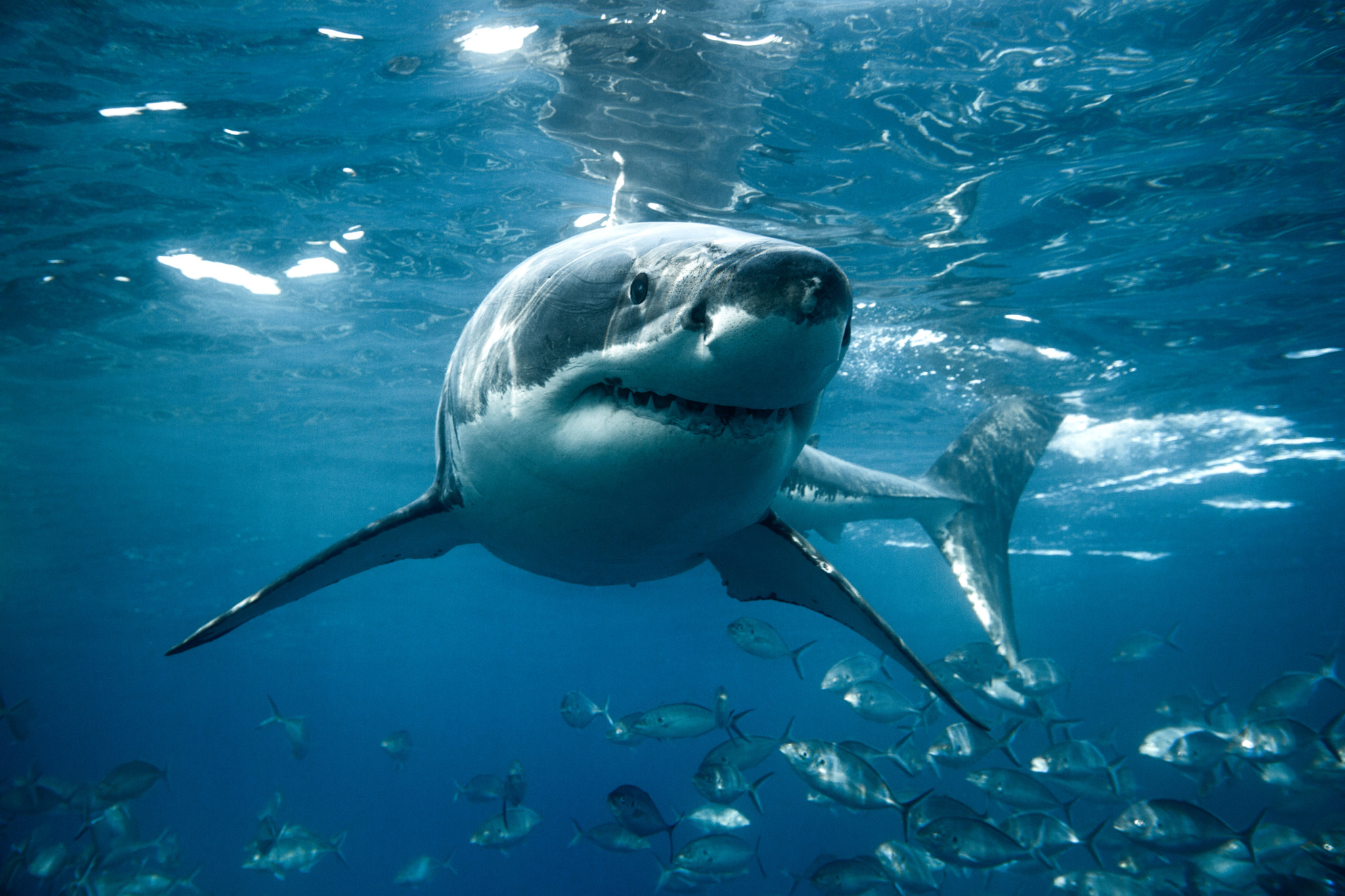 Animaux: Des grands requins blancs nagent encore en Méditerranée