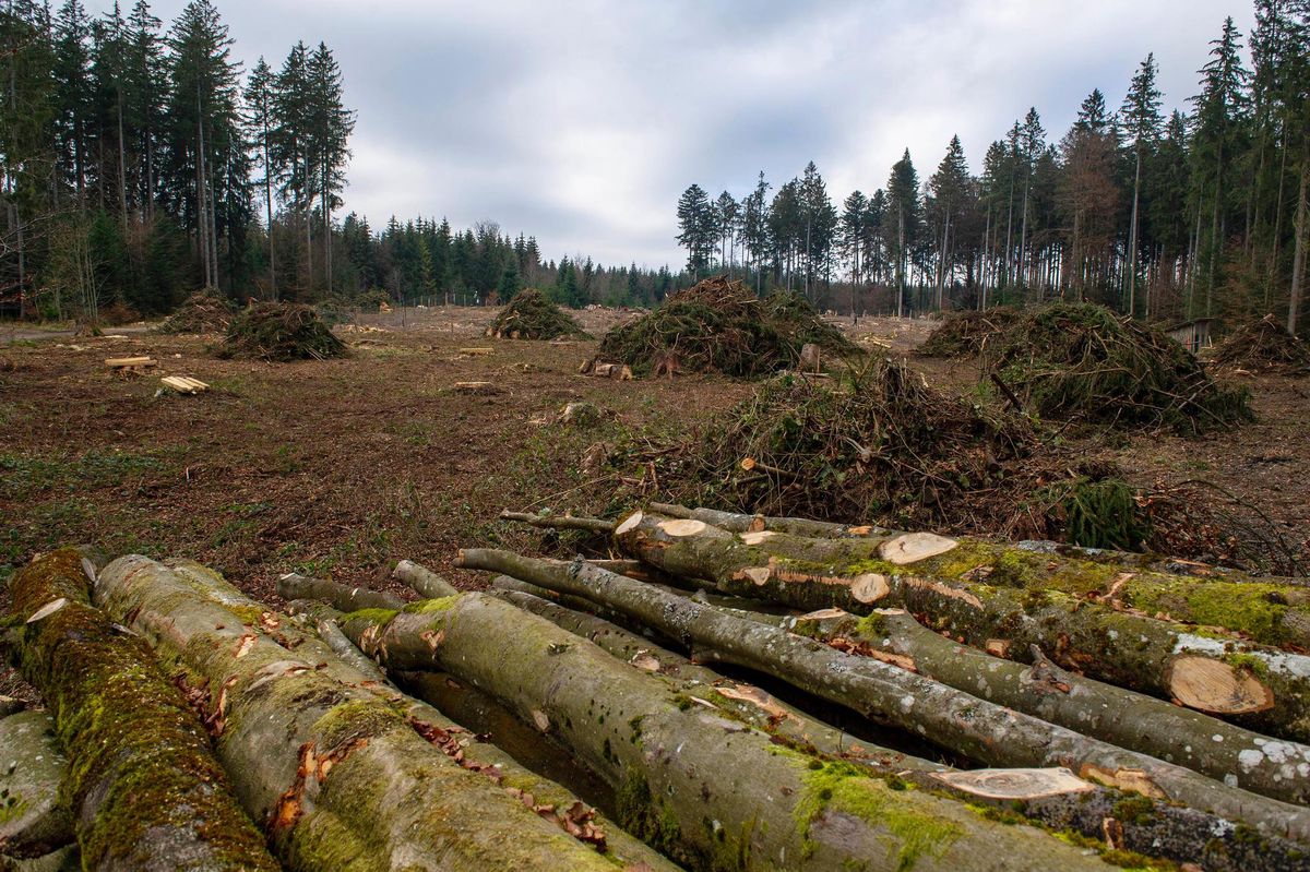 L'Institut fédéral de recherches sur la foret, la neige et le paysage a rasé une parcelle forestière dans la région de Froideville pour mener un étude sur la foret de demain. 


