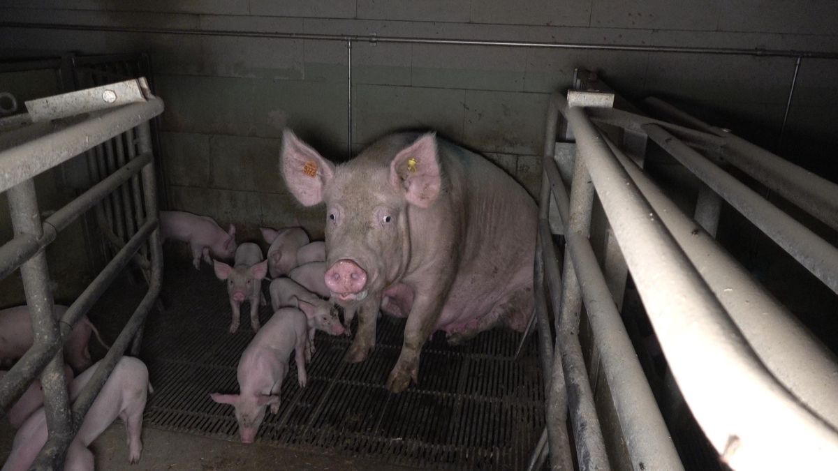 Les antispécistes entendent révéler au grand public dans quelles conditions naissent, grandissent et parfois meurent les porcelets destinés à l’engraissement.