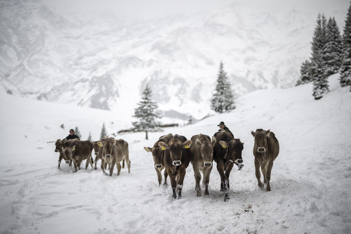 Des vaches sont conduites à travers la neige lors de l’Alpabzug sur l’Alp Sardona dans la vallée de Calfeisen à Vättis, Suisse, le 14 septembre 2024. Le sommet des Alpes est recouvert de neige précoce, marquant la fin de la saison estivale alpine plus tôt que prévu.
