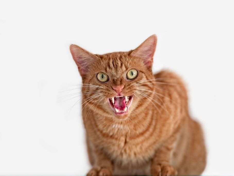 Sante Mordu Par Un Chat Au Maroc Il Meurt De La Rage Le Matin