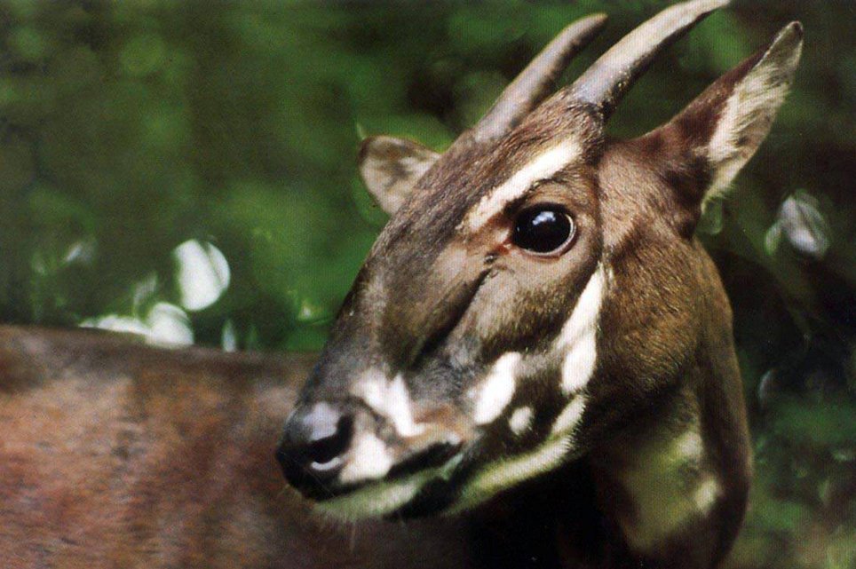 Schön, aber selten: Saola-Waldrind auf einer Archivaufnahme von 1993.